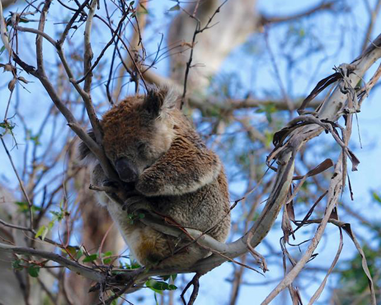 Spotting Koalas along the way - image courtesy of RAW Travel.